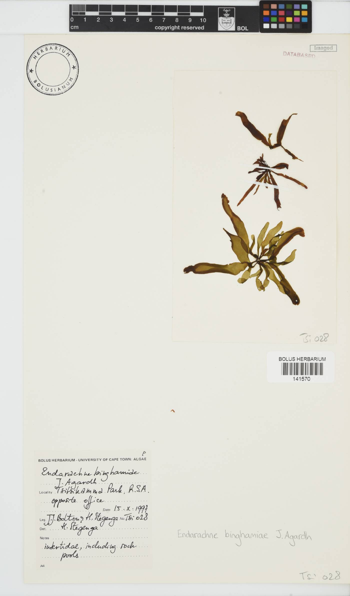 Petalonia binghamiae image