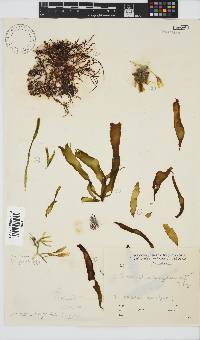 Petalonia binghamiae image