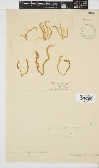 Petalonia binghamiae image