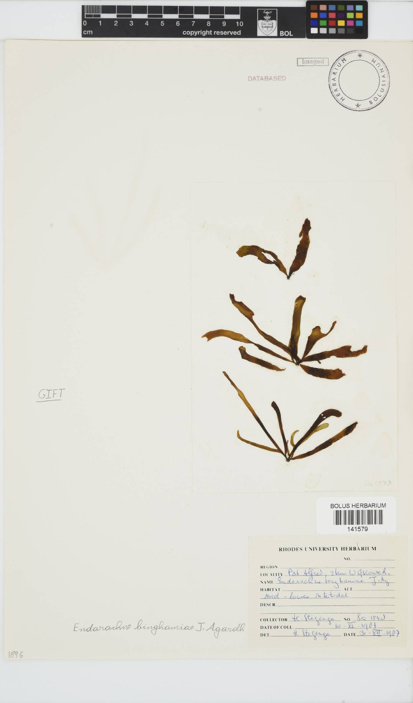 Petalonia binghamiae image