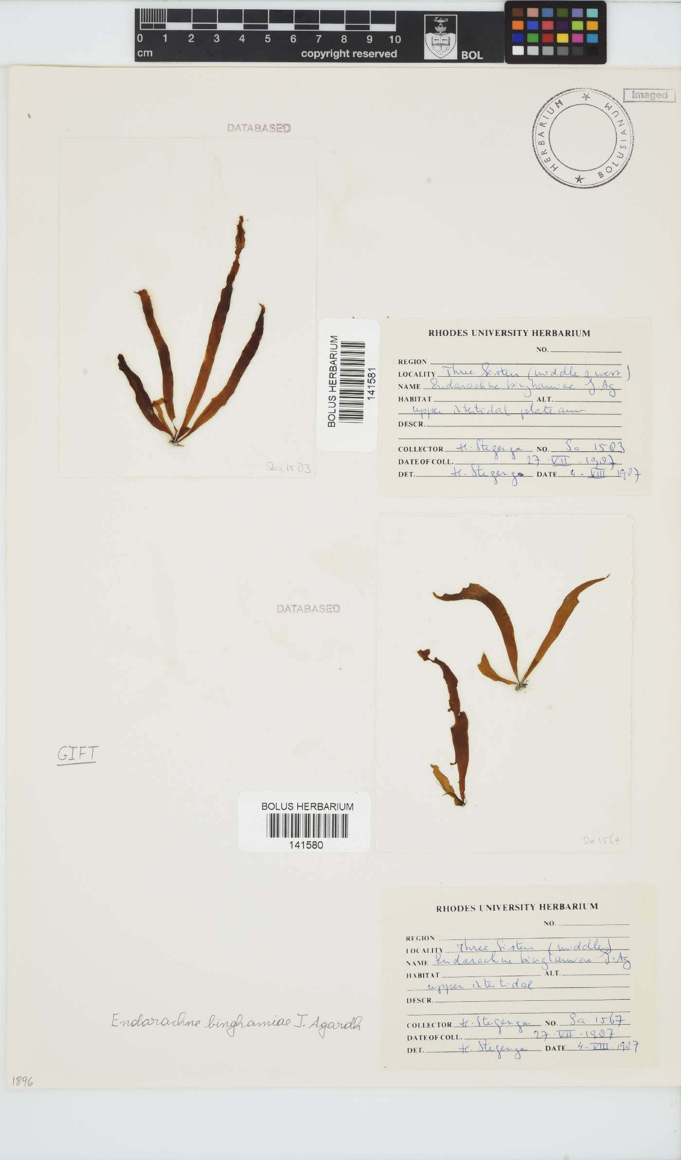 Petalonia binghamiae image