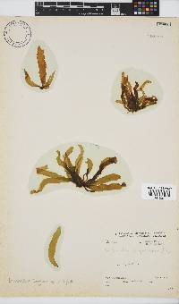 Petalonia binghamiae image