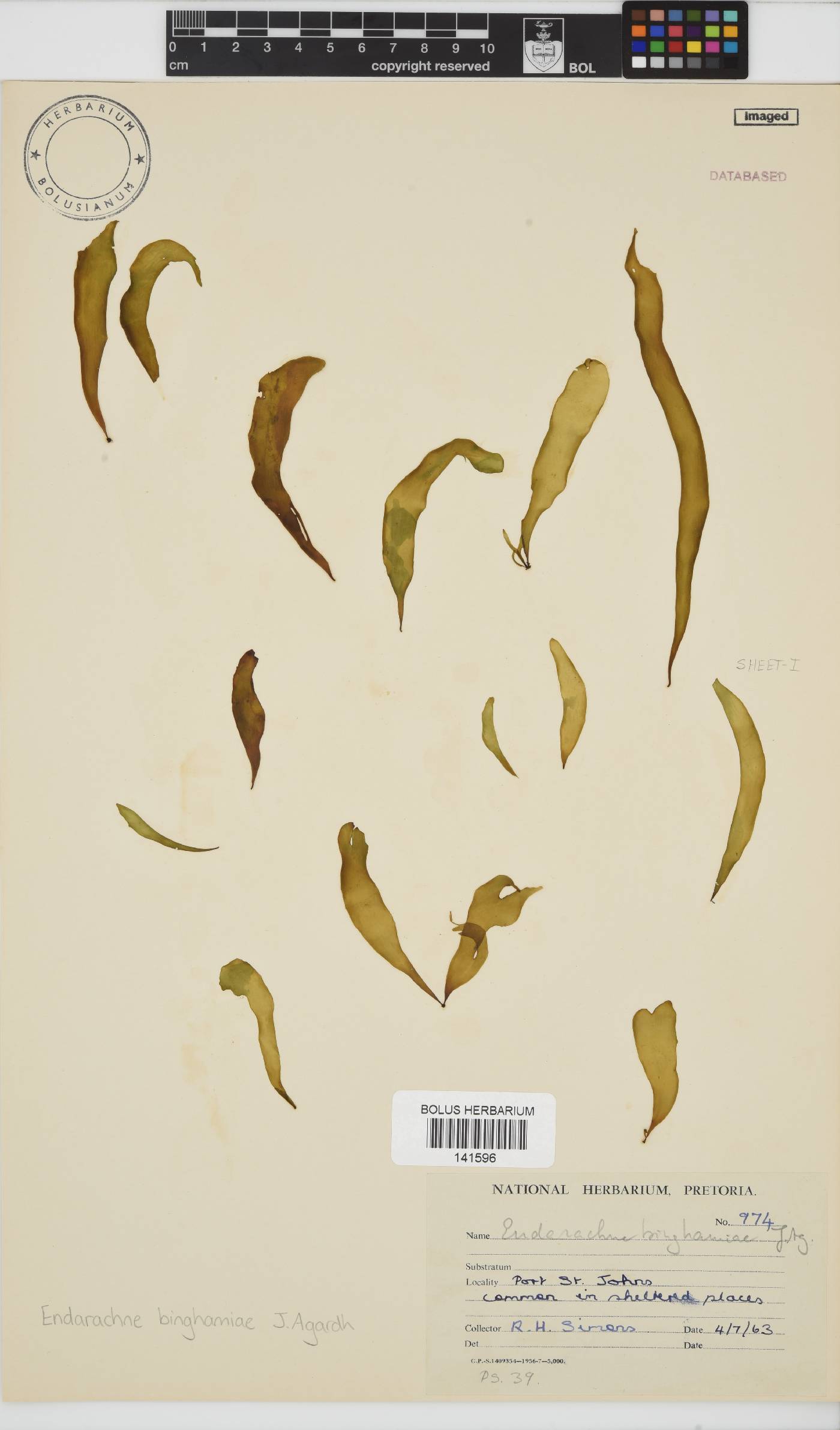 Petalonia binghamiae image