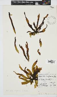 Petalonia binghamiae image