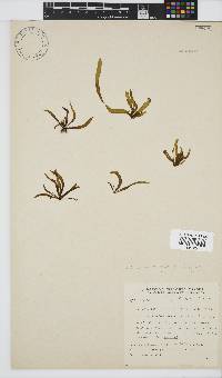 Petalonia binghamiae image