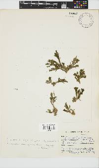 Exallosorus harveyanus image