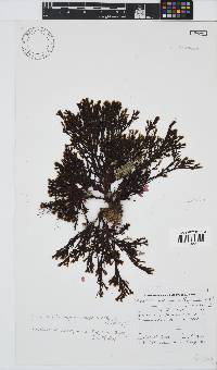 Exallosorus harveyanus image
