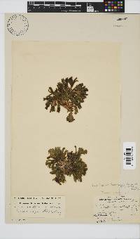 Exallosorus harveyanus image