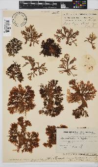 Exallosorus harveyanus image