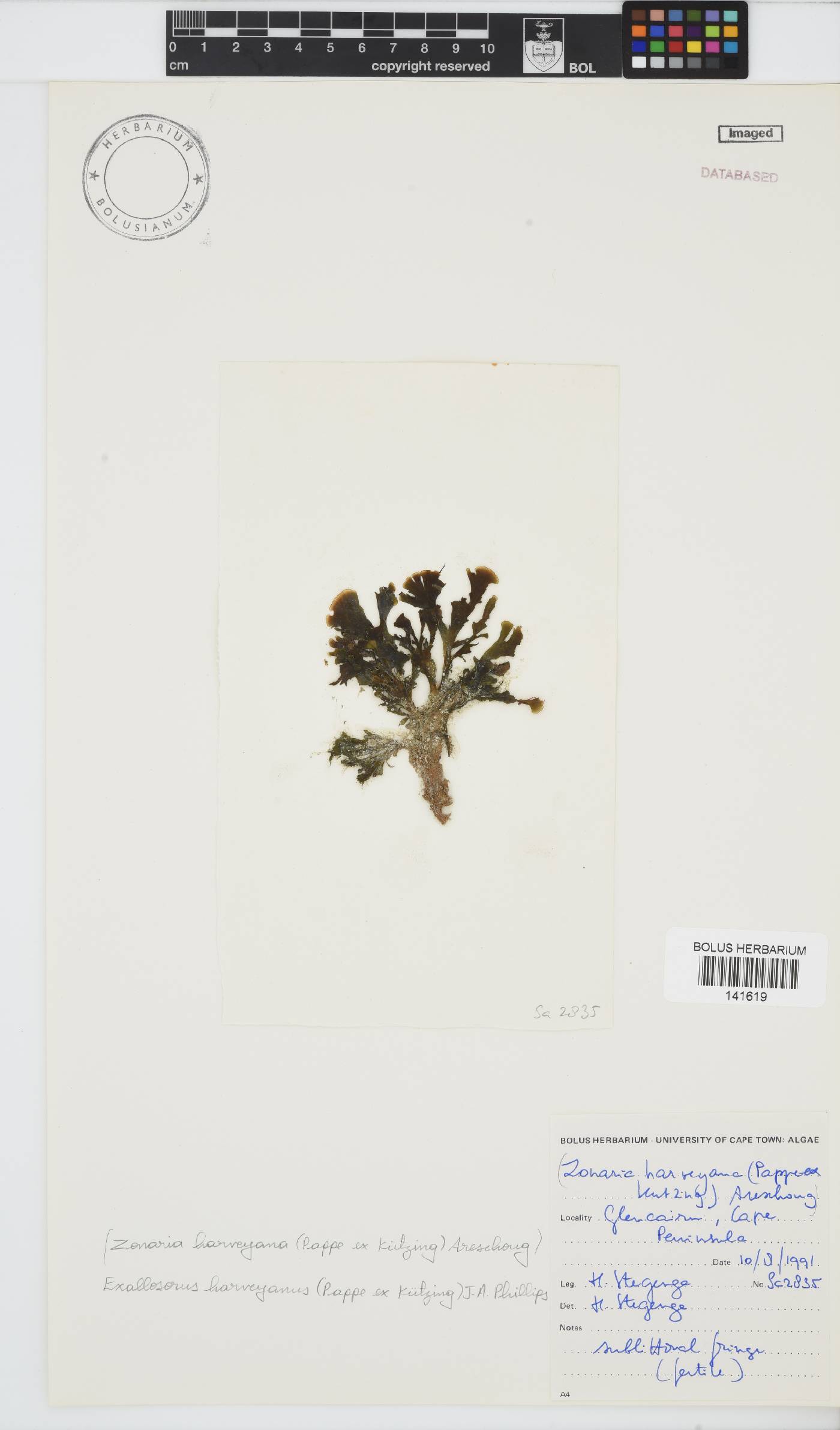 Exallosorus image
