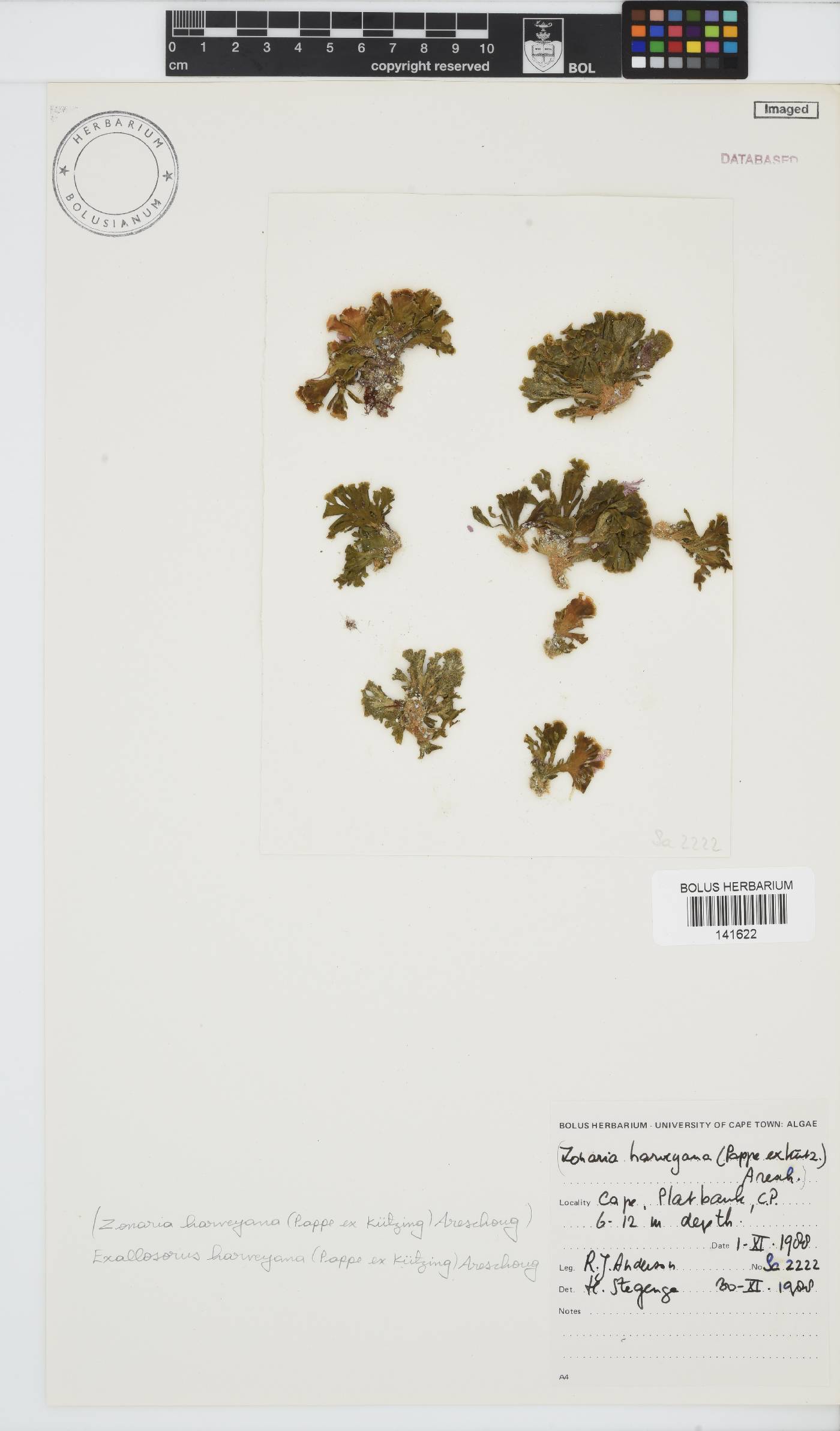 Exallosorus harveyanus image