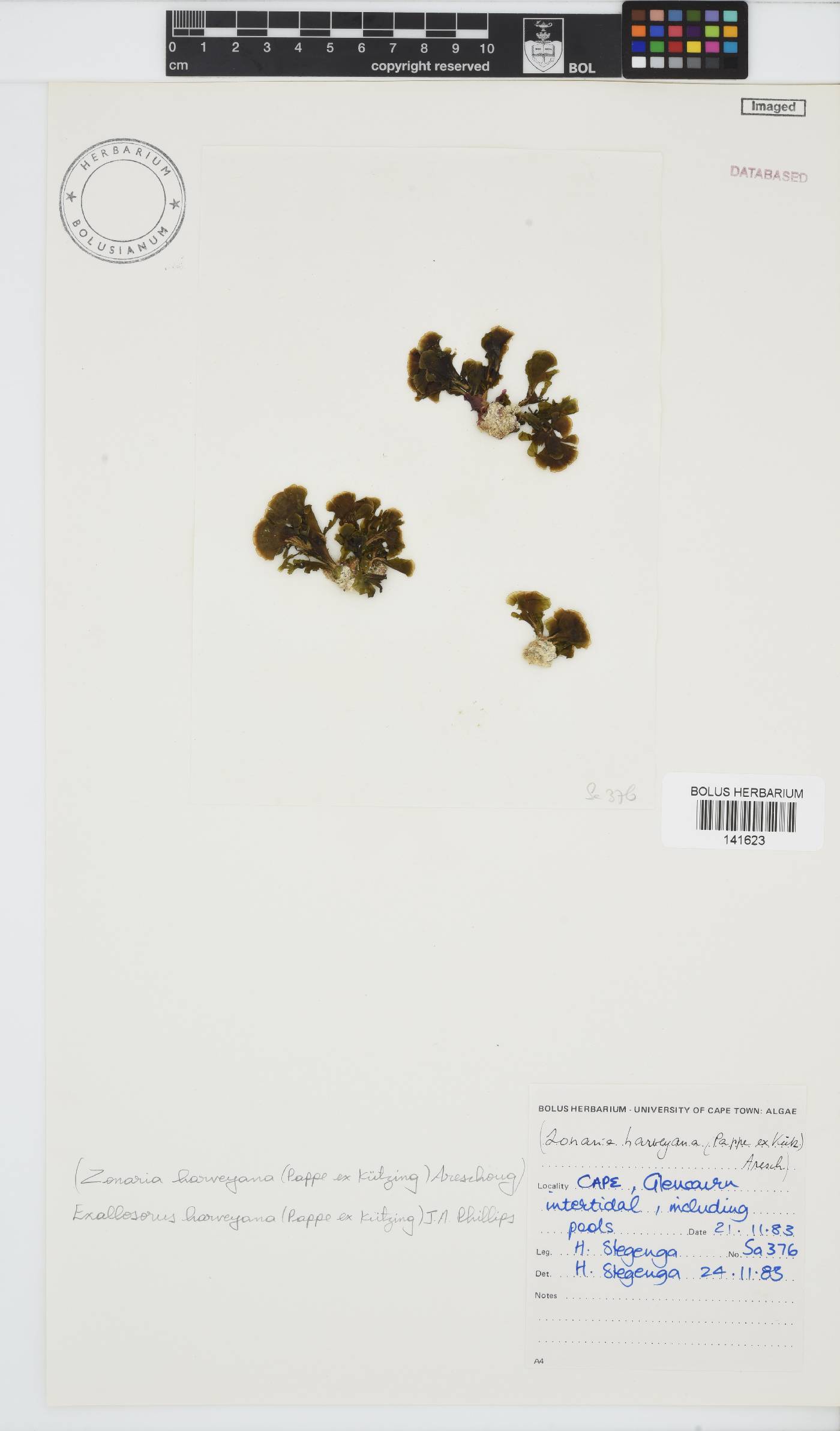 Exallosorus harveyanus image