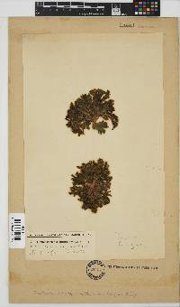 Exallosorus harveyanus image