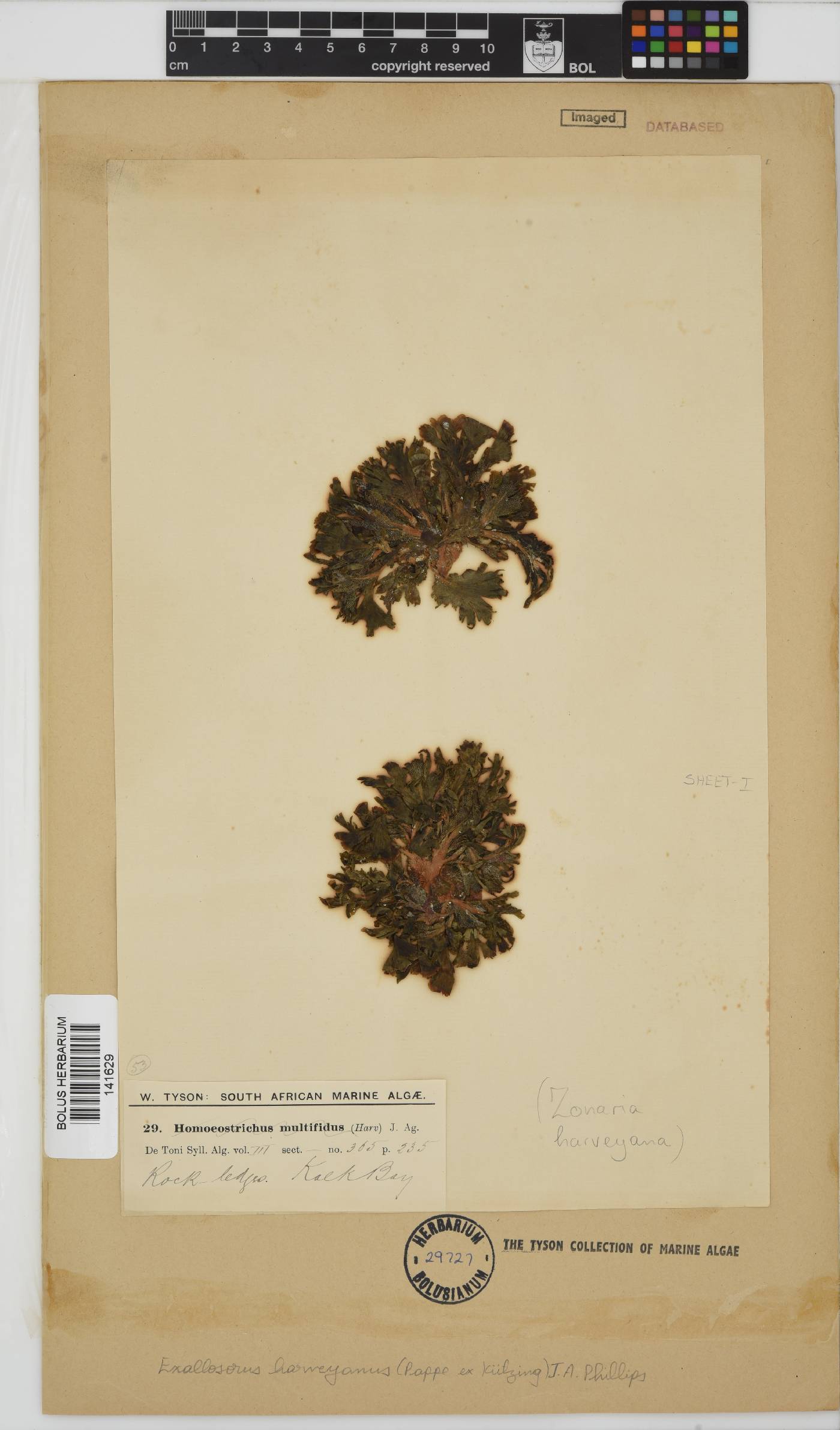 Exallosorus harveyanus image
