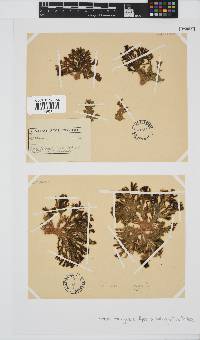 Exallosorus harveyanus image