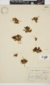 Exallosorus harveyanus image