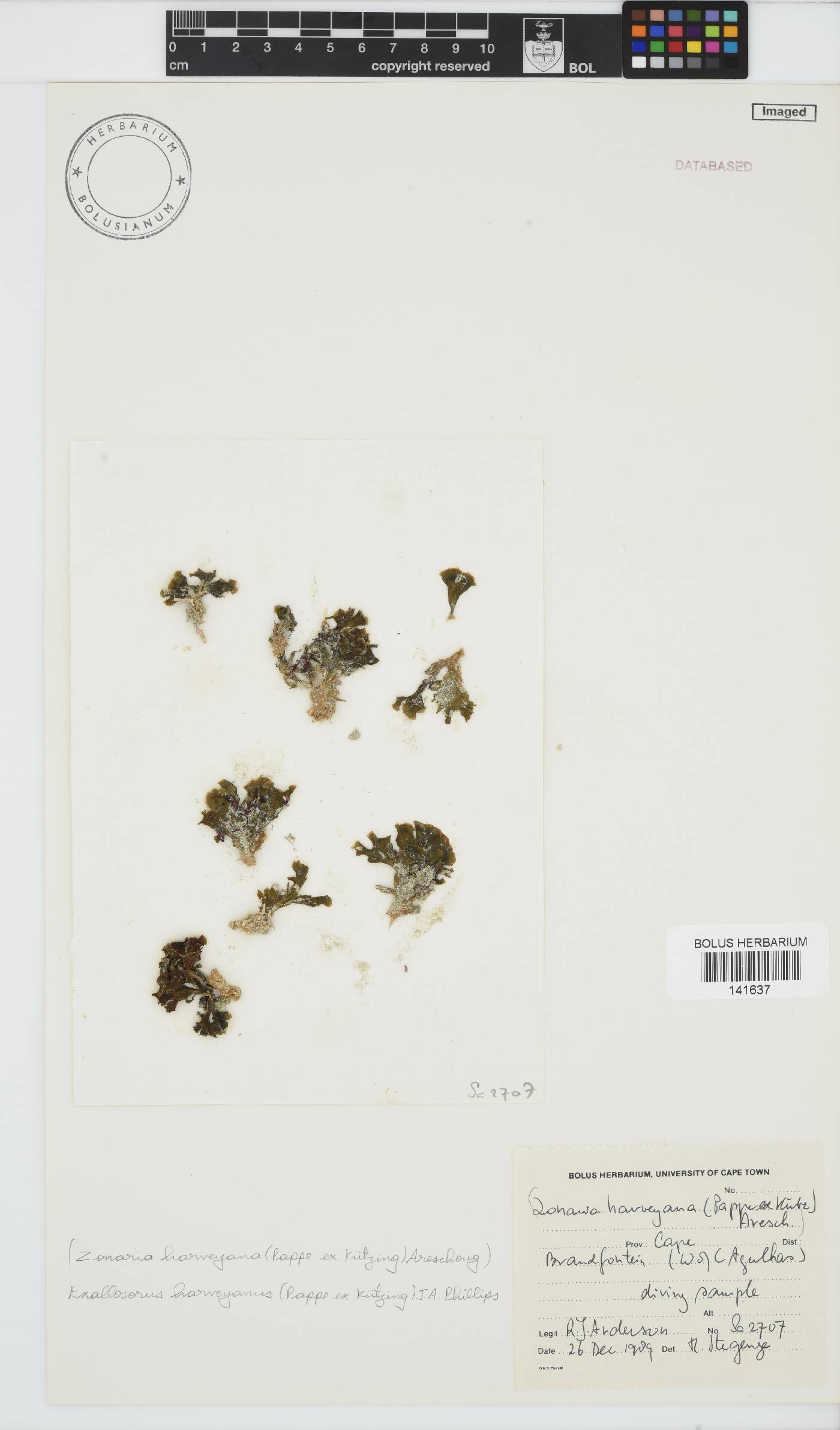 Exallosorus image