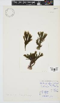 Halopteris funicularis image