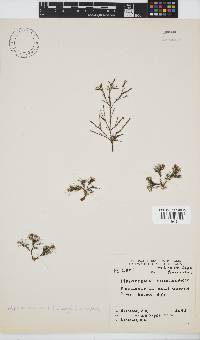 Halopteris funicularis image