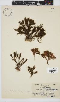 Halopteris funicularis image