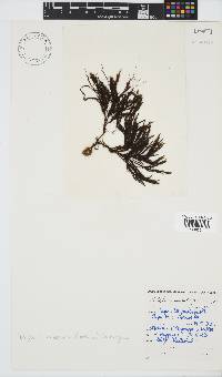 Halopteris funicularis image