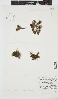 Halopteris funicularis image