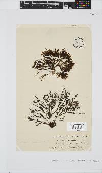 Halopteris funicularis image