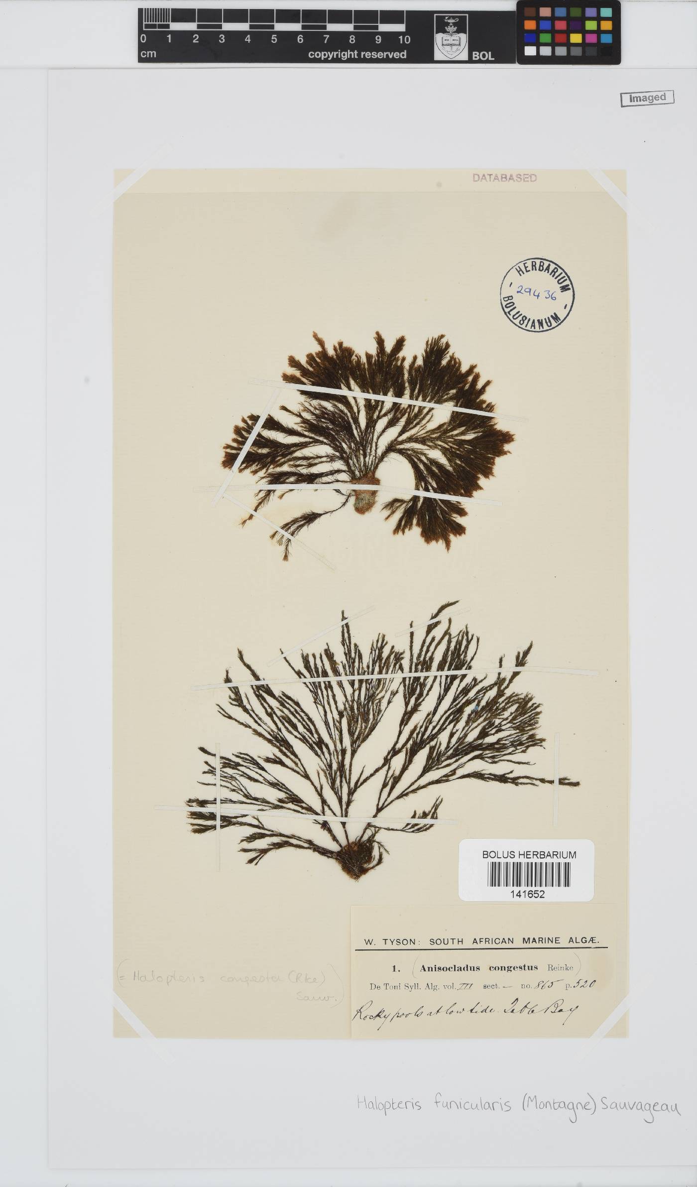 Halopteris image
