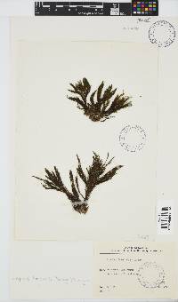 Halopteris funicularis image