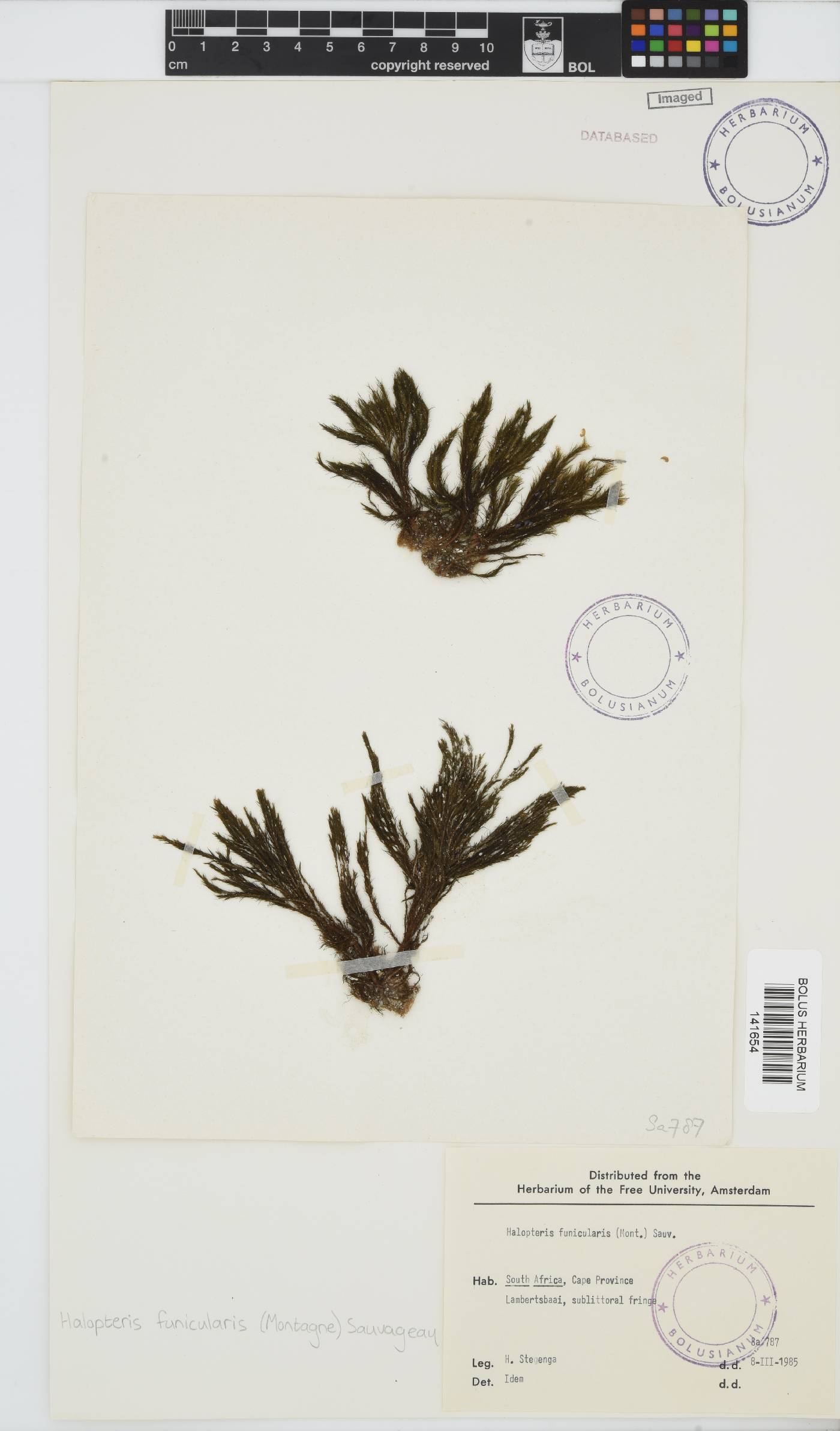 Halopteris funicularis image