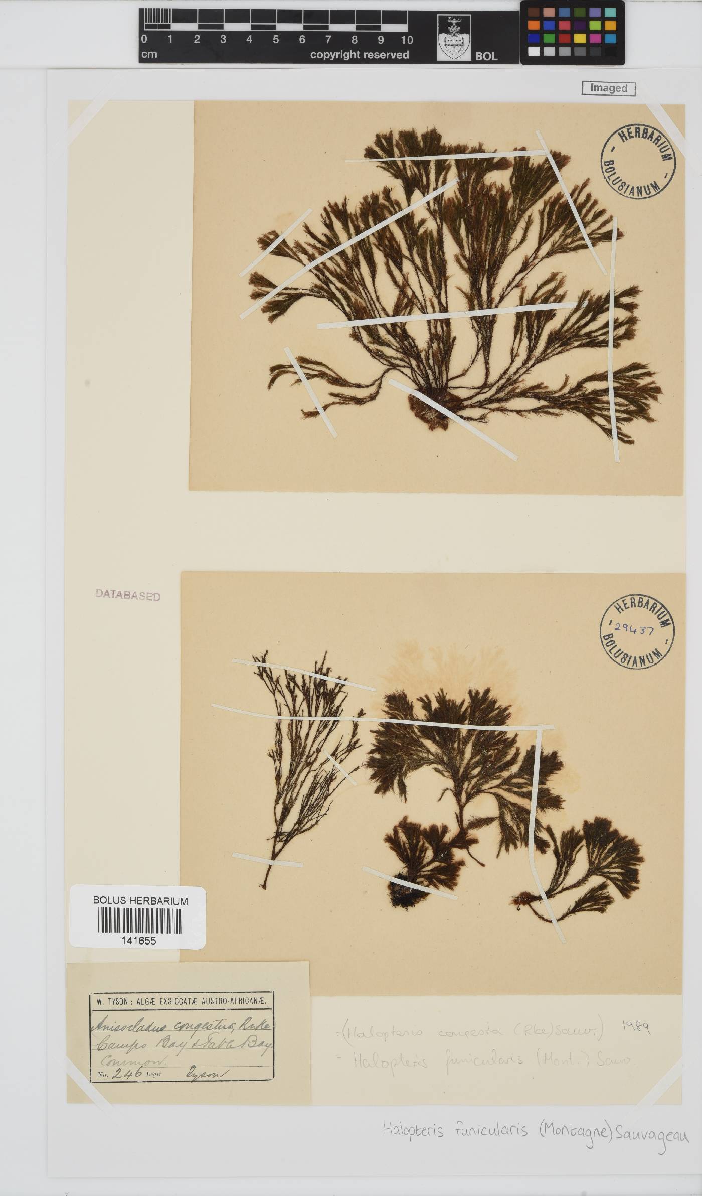 Halopteris funicularis image