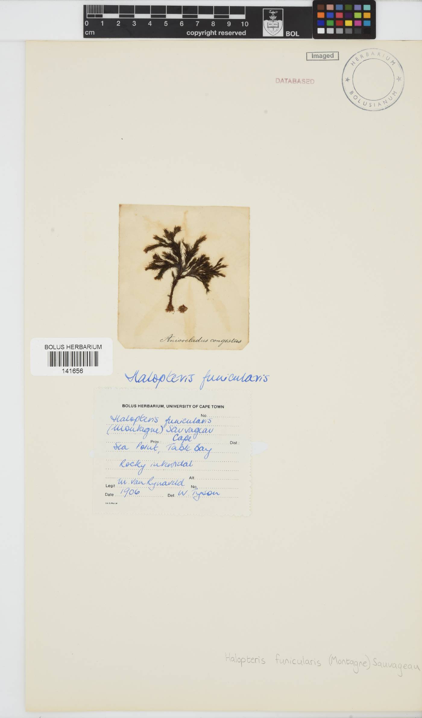 Halopteris funicularis image