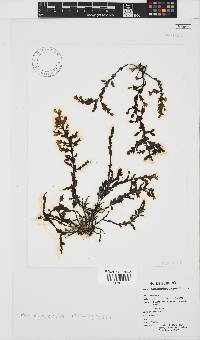 Hormophysa cuneiformis image