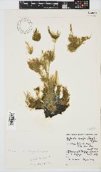 Image of Hincksia conifera