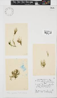 Hincksia granulosa image