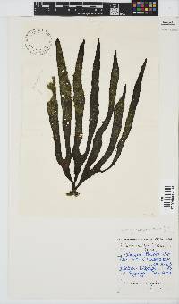 Ectocarpus rallsiae image