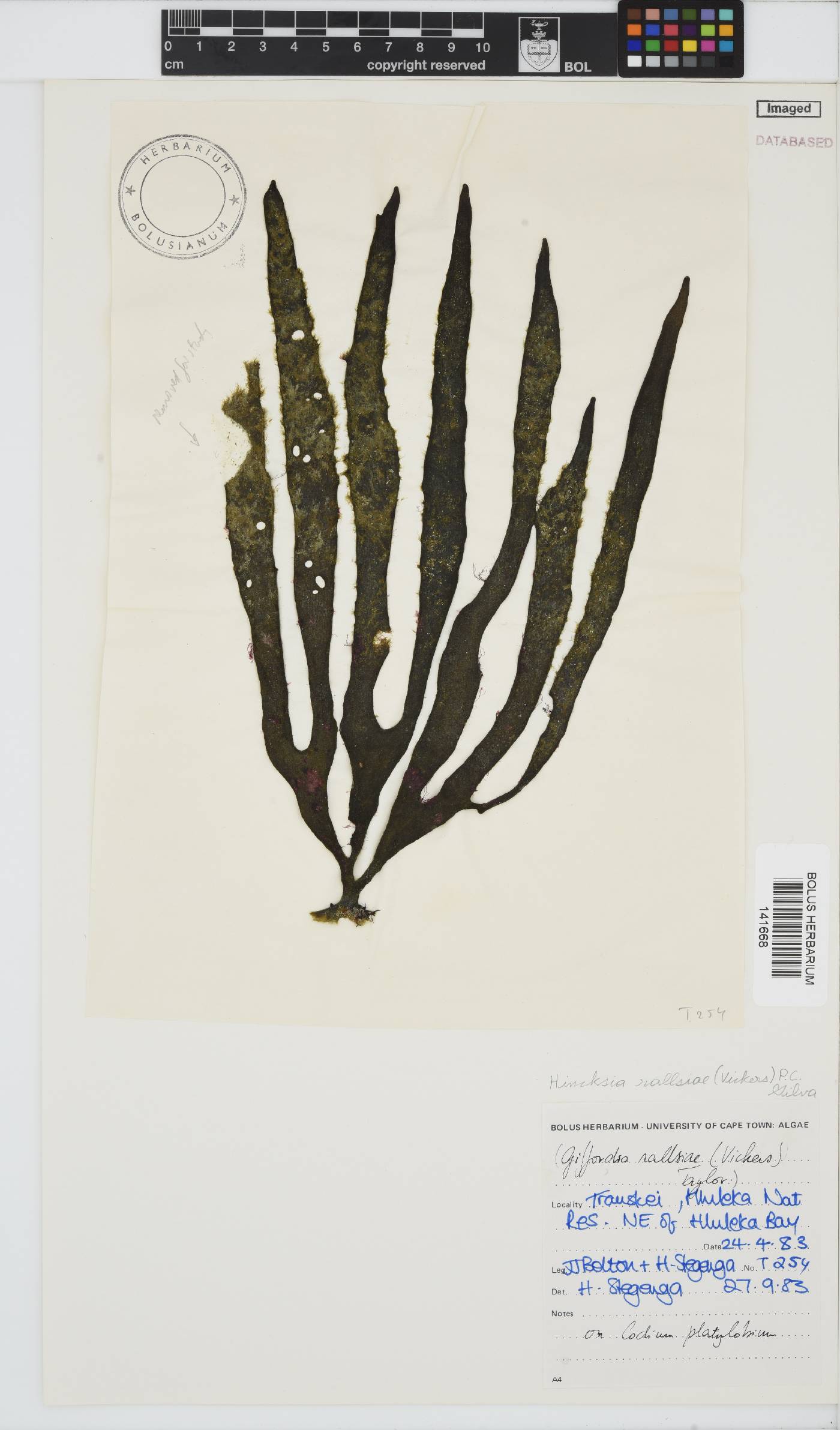 Ectocarpus rallsiae image