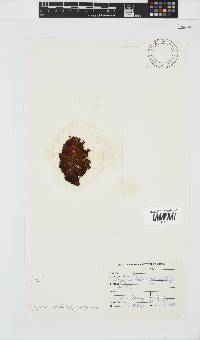 Iyengaria stellata image