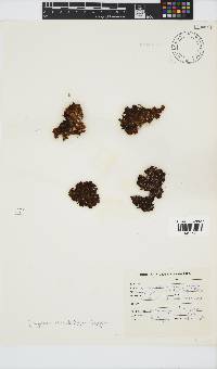 Iyengaria stellata image