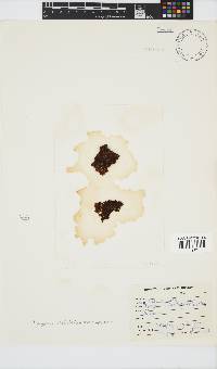Iyengaria stellata image