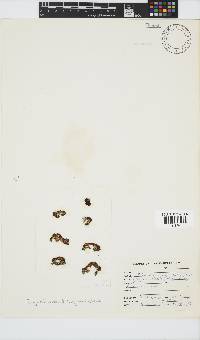 Iyengaria stellata image