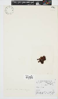 Iyengaria stellata image