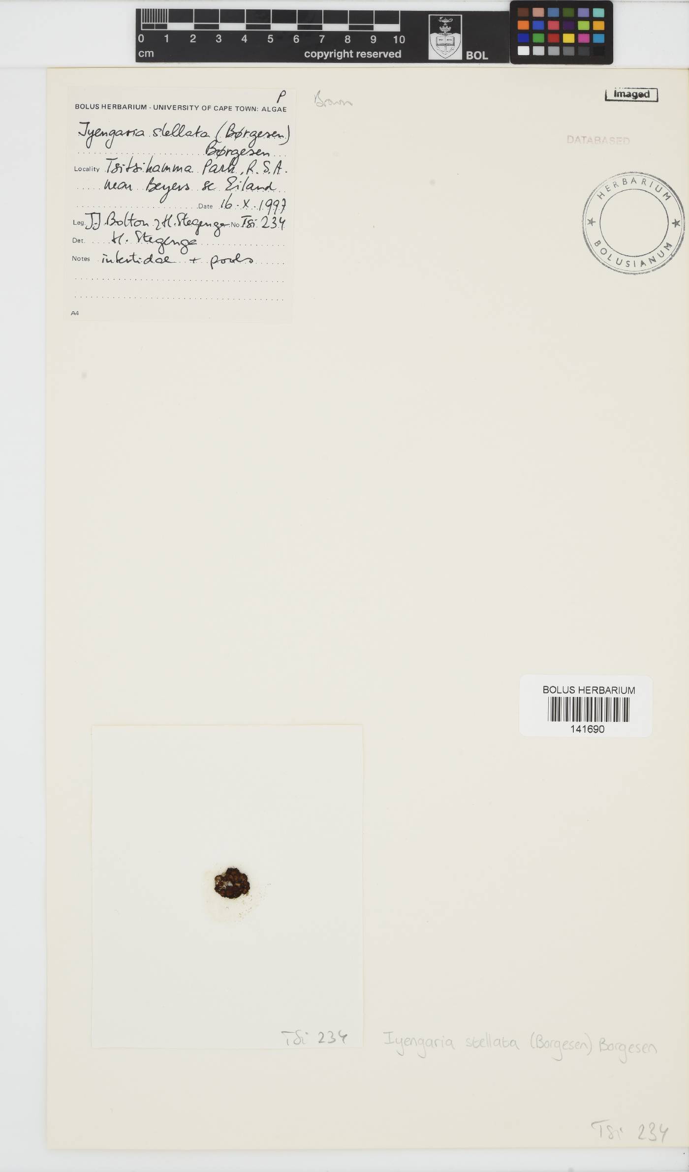 Iyengaria stellata image