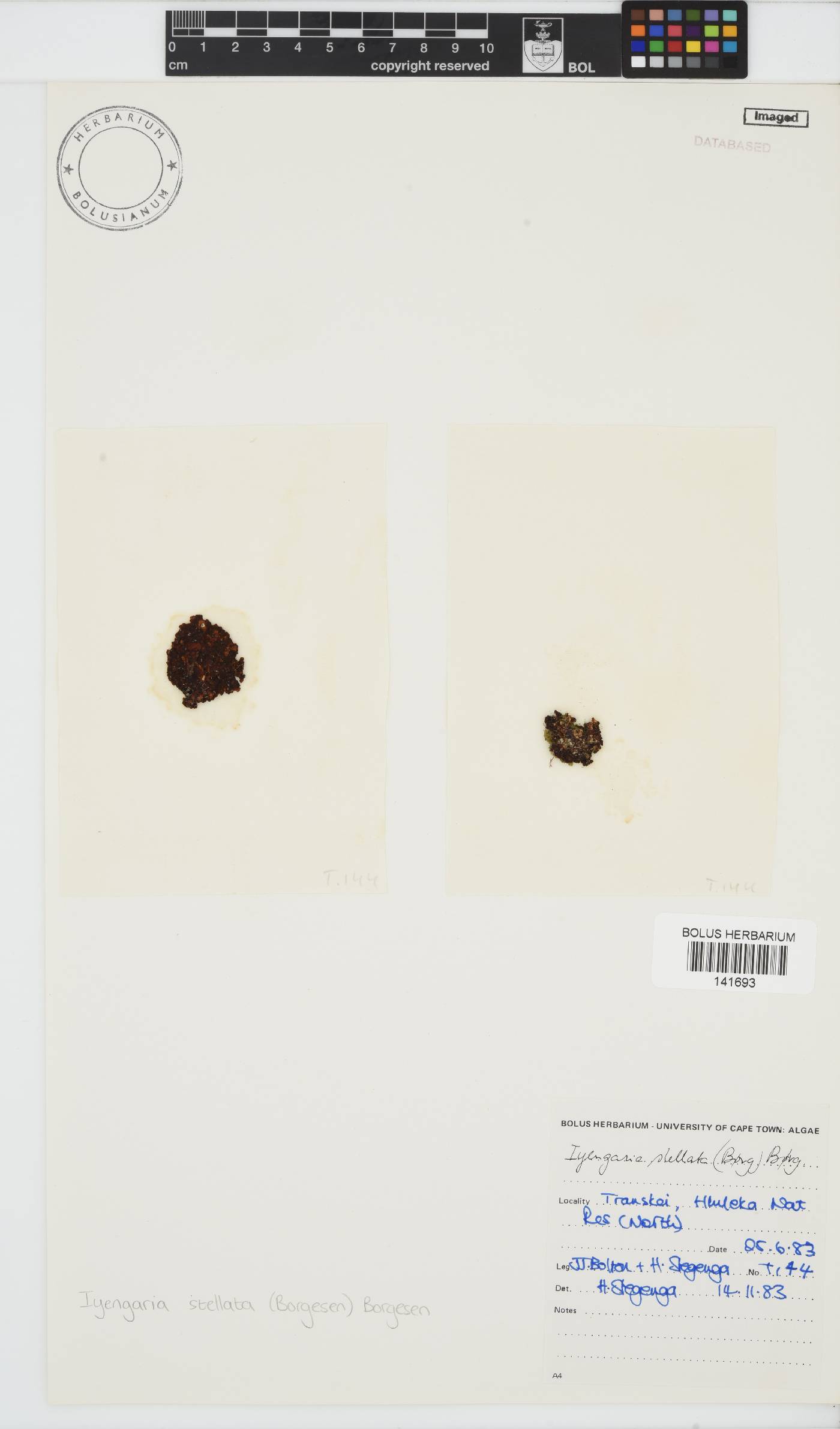 Iyengaria stellata image