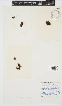 Iyengaria stellata image