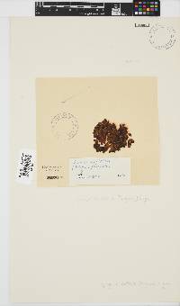 Iyengaria stellata image