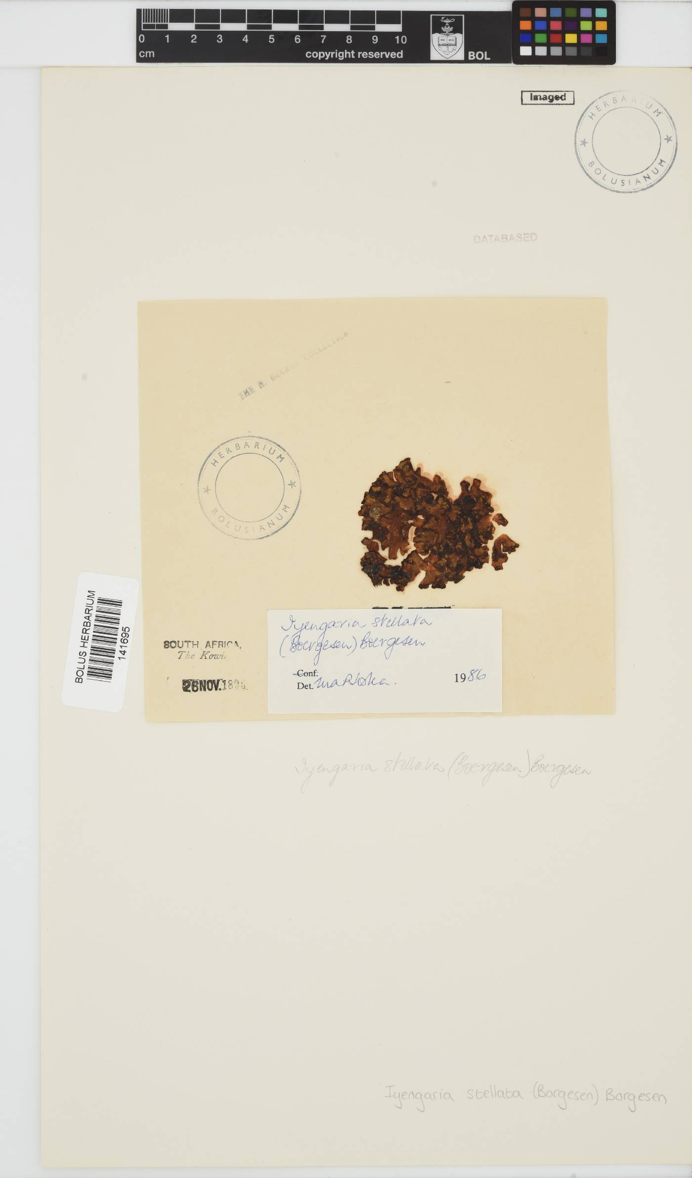 Iyengaria image