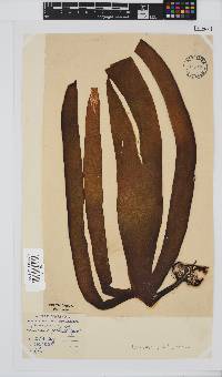 Laminaria pallida image