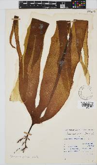 Laminaria pallida image