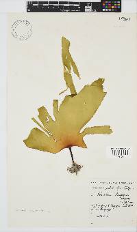 Laminaria pallida image